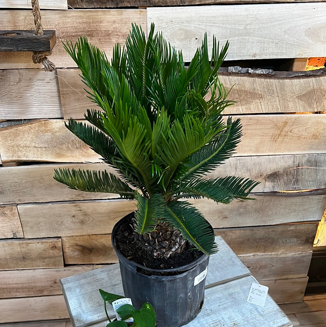 Sago Palm 10"