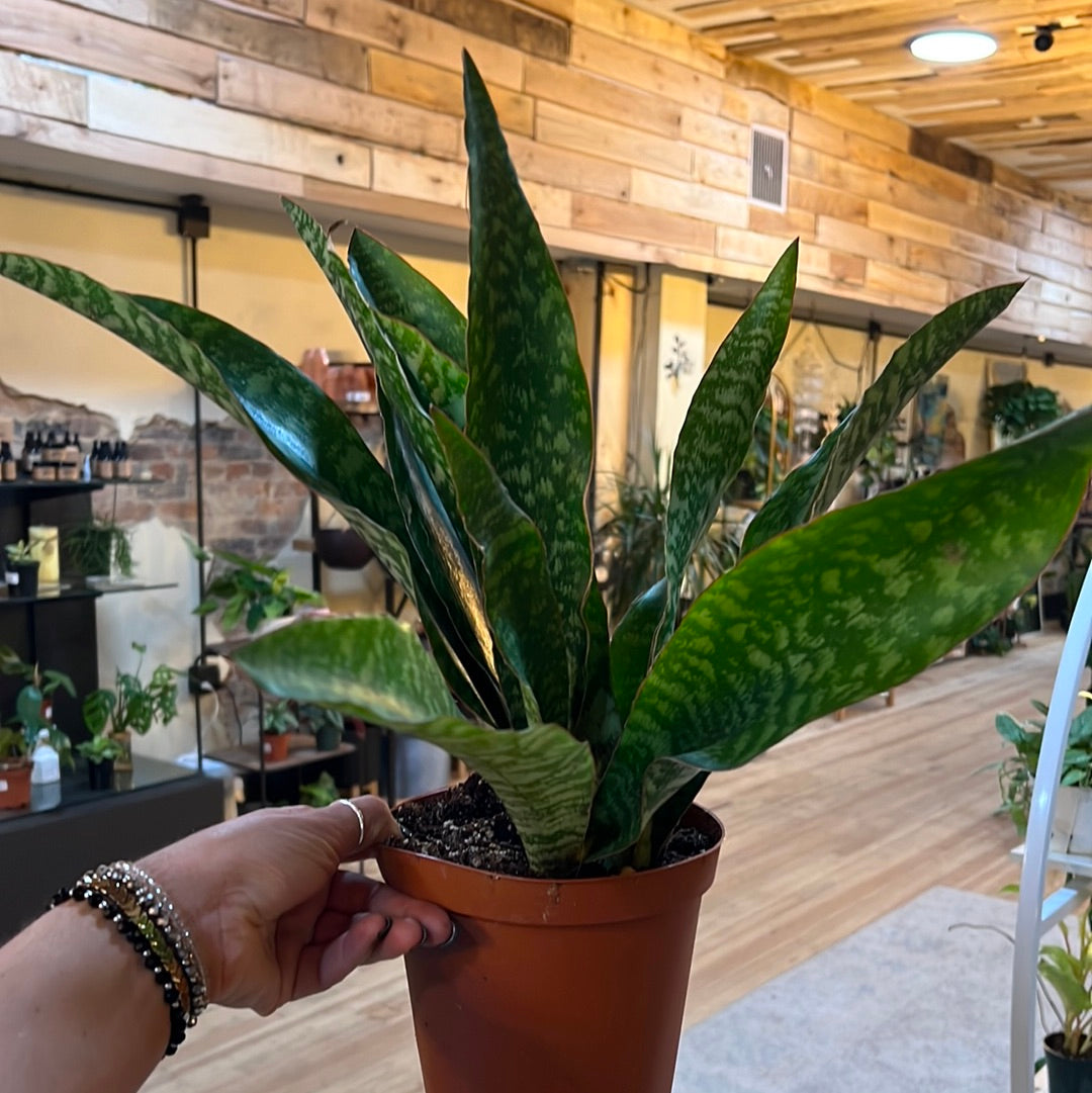 Jaboa Snake Plant 6"