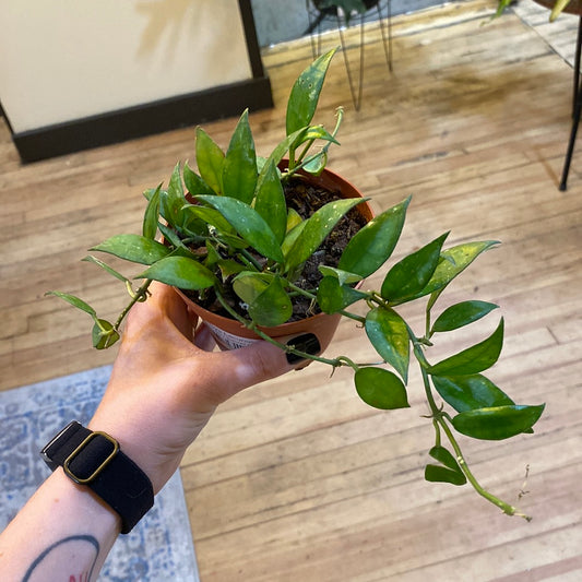 Hoya Lacunosa 4"