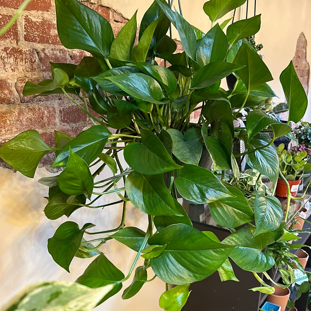 Epipremnum aureum 'Jade' Basket 8"