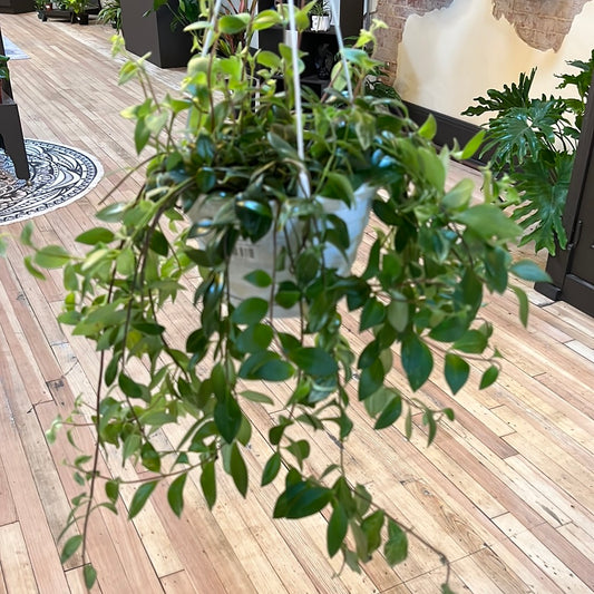 Lipstick Variegated Hanging Basket 8"