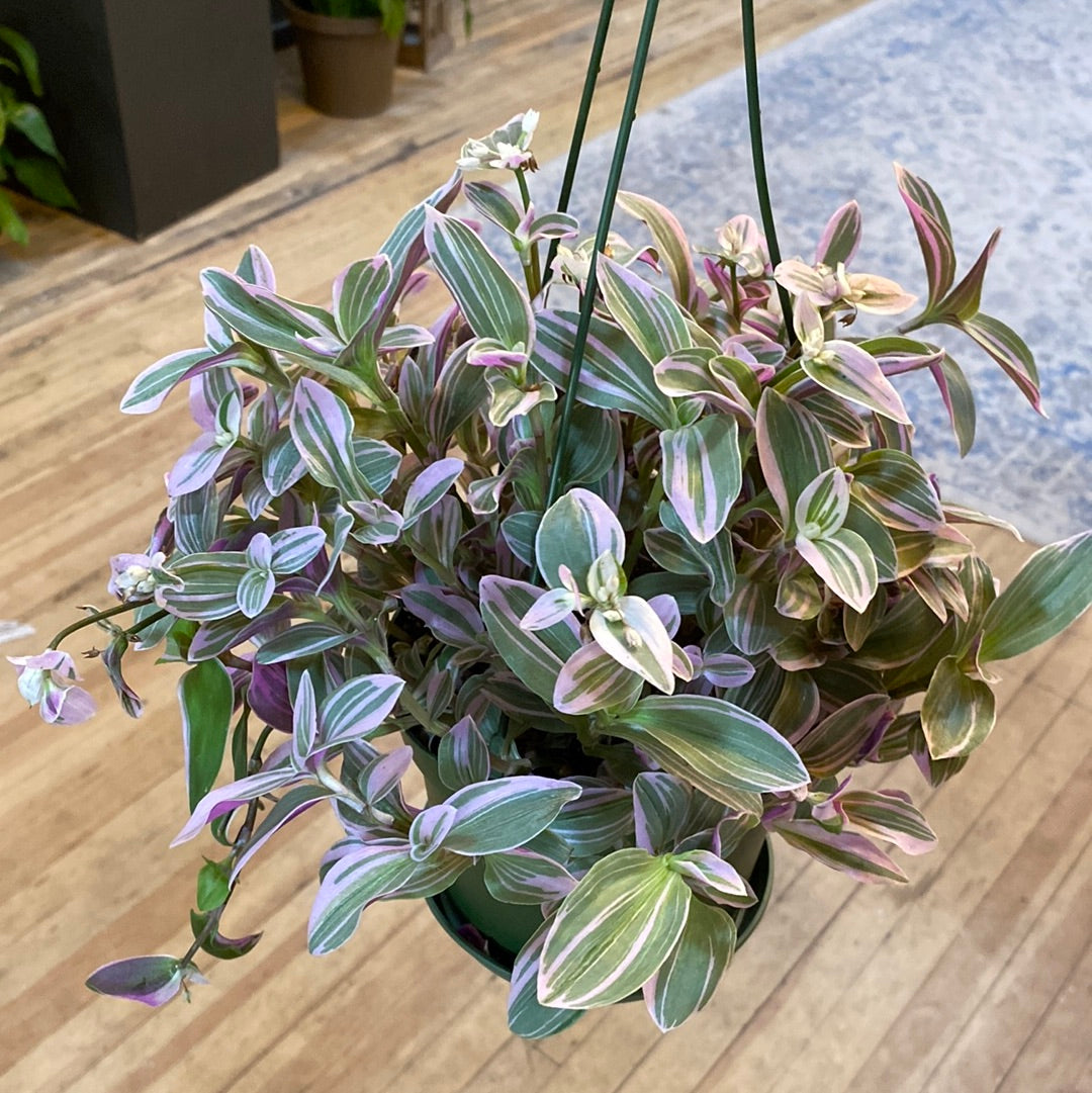 6" Tradescantia Nanouk Basket