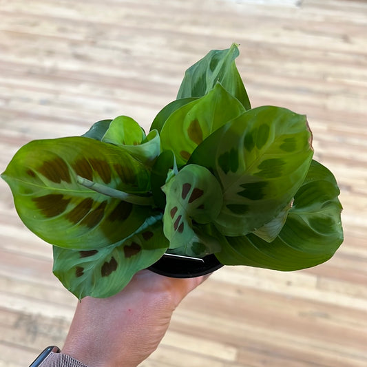 Maranta leuconeura 4"