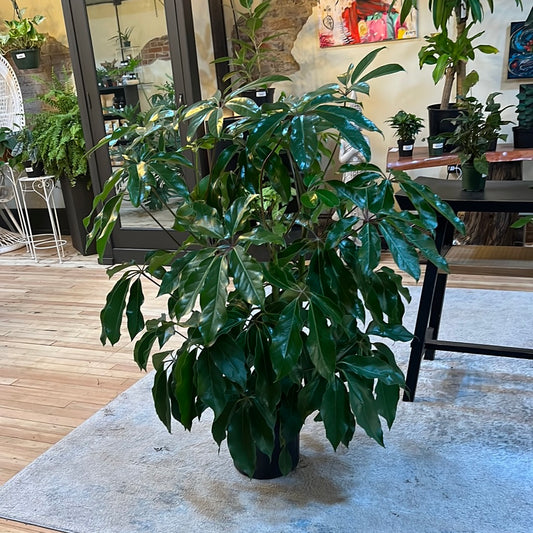 Schefflera Amate 10"