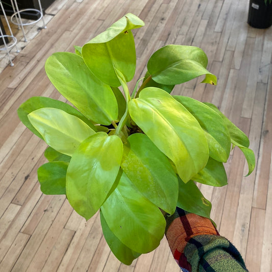 Philodendron 'Golden Goddess' 6"