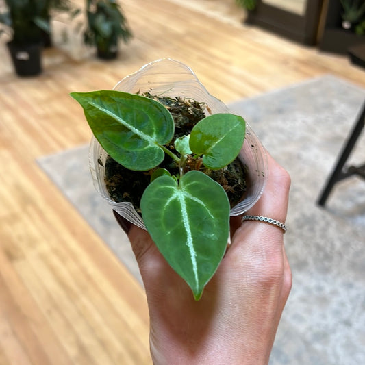 Anthurium 'Dorayaki' 4"