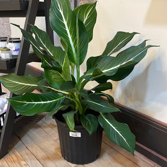 Dieffenbachia Sterling 10"