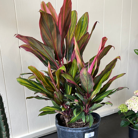 Cordyline Kiwi 8"