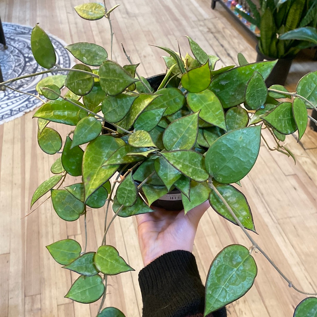 Hoya Parasitica Black Margin 6"