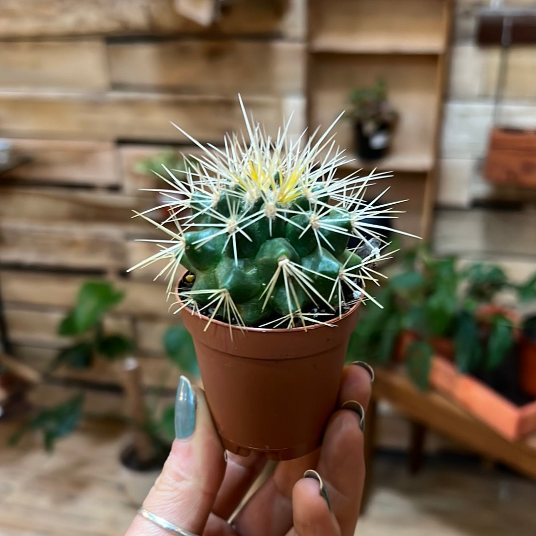 Golden Barrel Cactus 2"