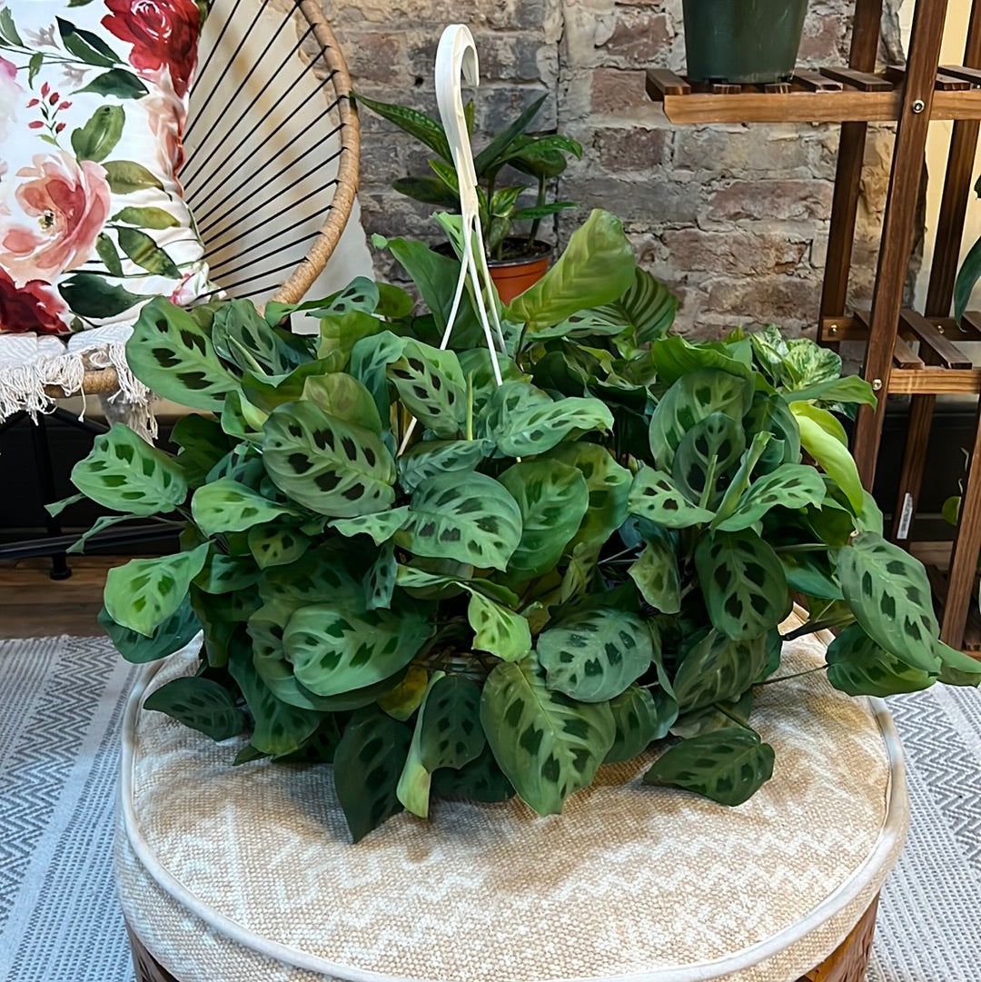 Maranta leuconeura Hanging Basket 8"