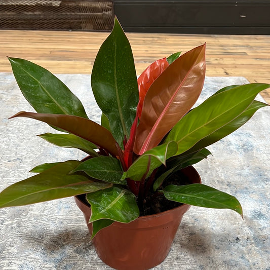 Philodendron 'Prince of Orange' 6"