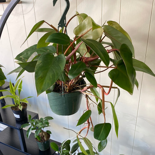 Philodendron 'Red Emerald' Basket 8"