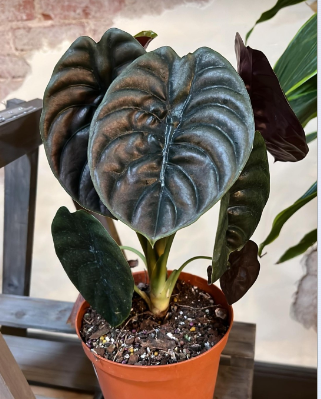 Alocasia Red Secret 6"